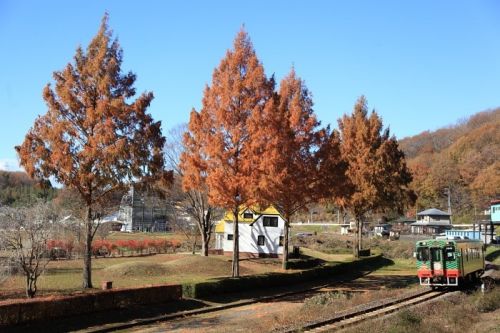 道の駅もてぎのメタセコイア
