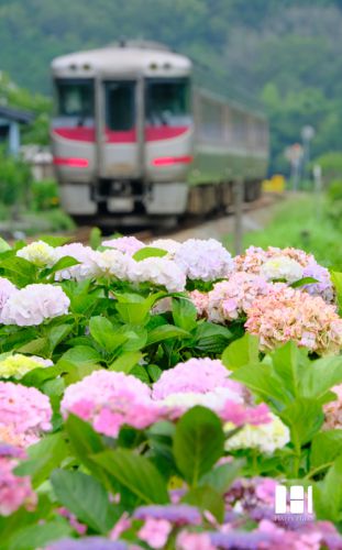 特急列車