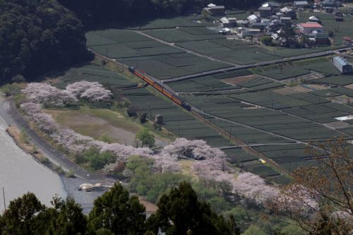 濃緑の茶畑に新緑芽吹き桜咲く中を鮮やかな色の汽車が通り過ぎる - 2021年・大井川鉄道 -