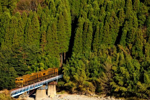 久大本線の杉木立を行くキシロ47形「或る列車」とキハ72系特急「ゆふいんの森号」(豊後中村~引治)