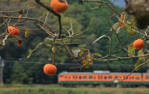 山陽本線の秋の船坂峠を行く115系湘南色電車とキハ185系特急「スーパーいなば」(三石~上郡)