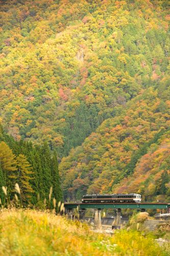 高山本線の紅葉と霧の風景の中を行くキハ85系特急「ワイドビューひだ号」とキハ25系ローカル列車(角川~飛騨細江)